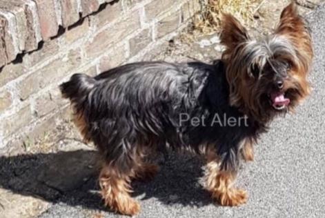 Vermisstmeldung Hund Männliche , 16 jahre Comines Frankreich Vermisstmeldung Hund Männliche , 16 jahre Comines Frankreich