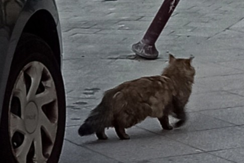Discovery alert Cat Unknown , 4 years Lille France Discovery alert Cat Unknown , 4 years Lille France