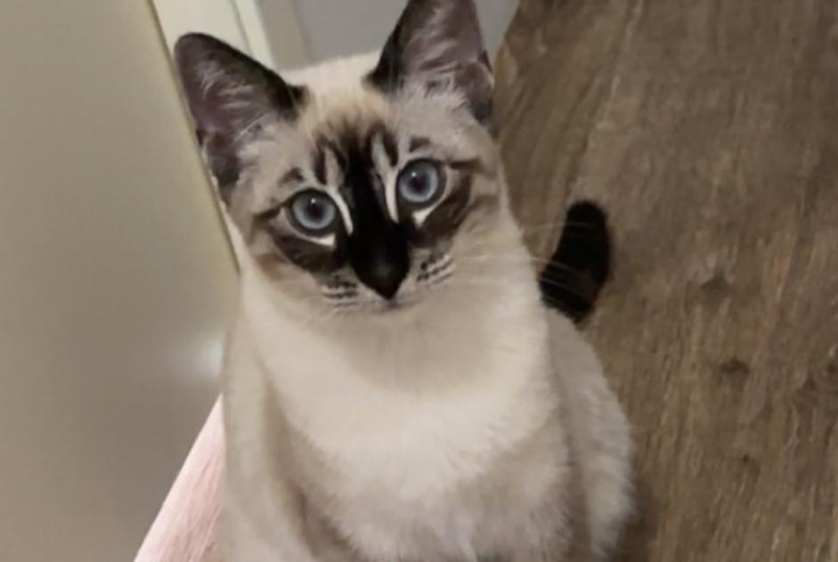Alerta de Desaparición Gato Hembra , 1 años Armentières Francia Alerta de Desaparición Gato Hembra , 1 años Armentières Francia