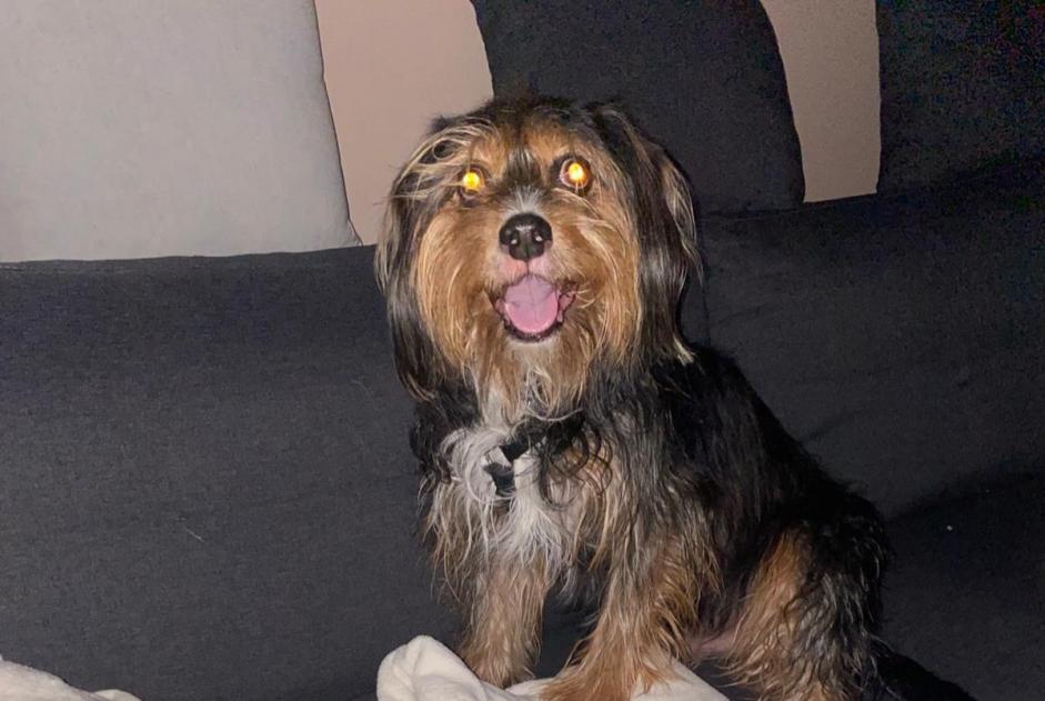 Alerta de Desaparición Perro cruce Macho , 12 años Orchies Francia