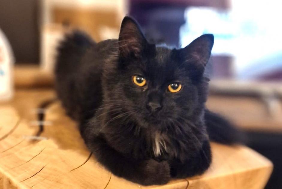 Alerte Disparition Chat croisement Femelle , 1 ans Tourcoing France