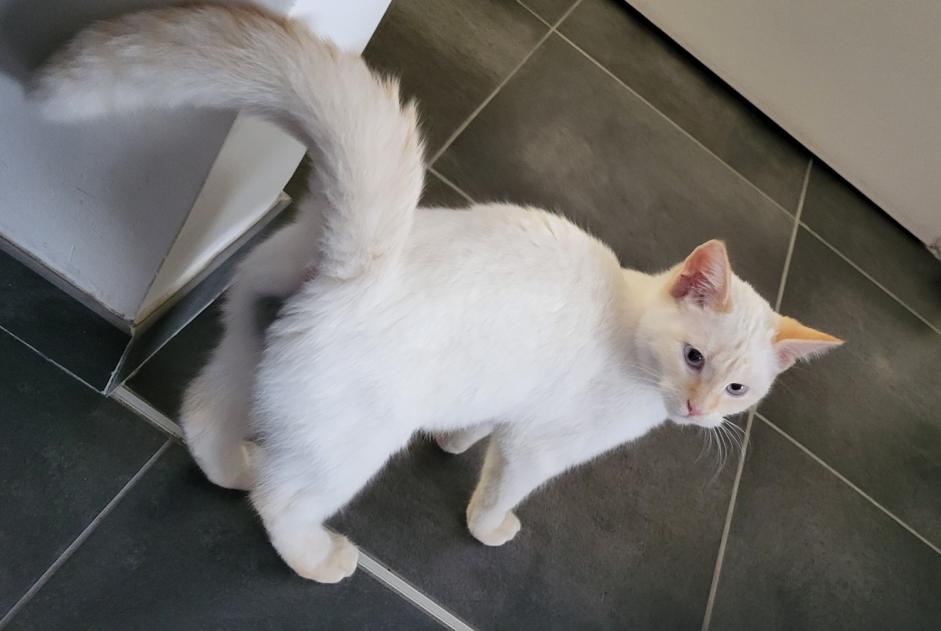Alerte Disparition Chat  Mâle , 1 ans Bavay France