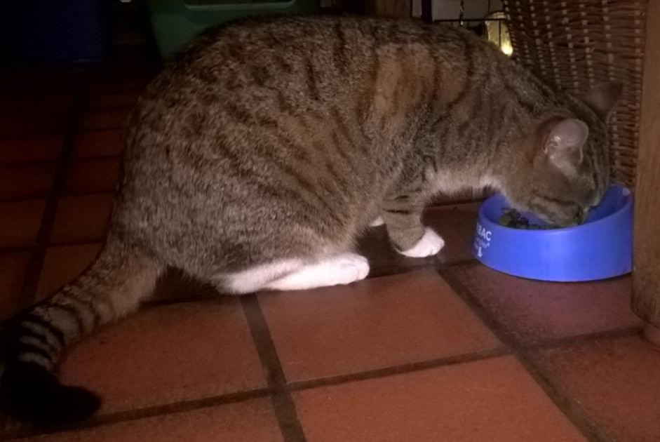 Alerte Disparition Chat Femelle , 9 ans Steenwerck France Alerte Disparition Chat Femelle , 9 ans Steenwerck France