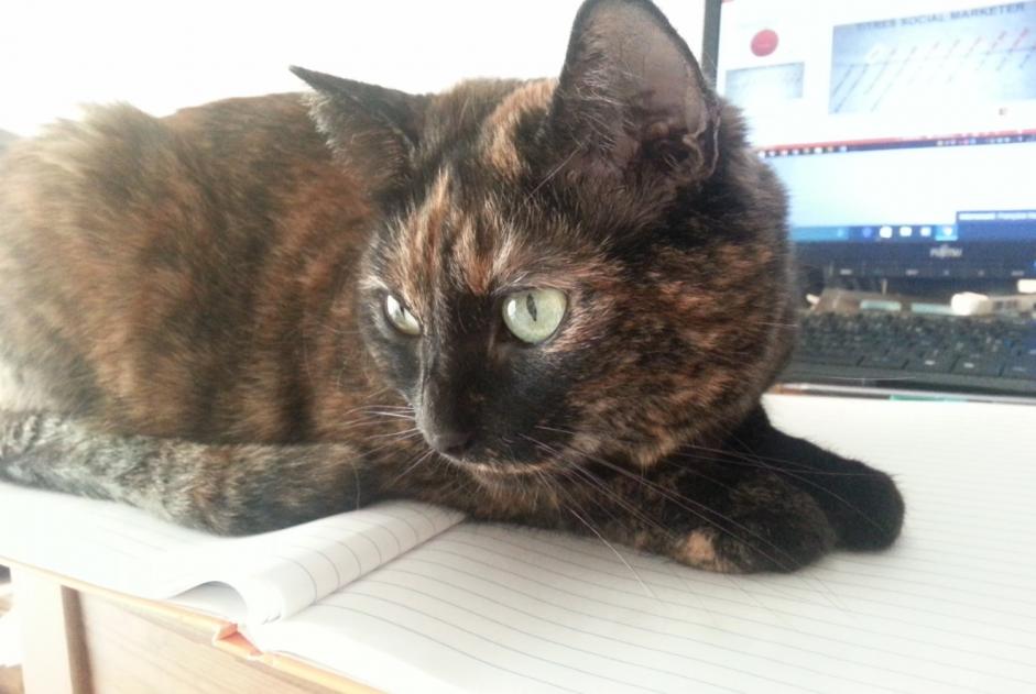Avviso scomparsa Gatto Femmina , 13 anni Saint-André-lez-Lille Francia Avviso scomparsa Gatto Femmina , 13 anni Saint-André-lez-Lille Francia